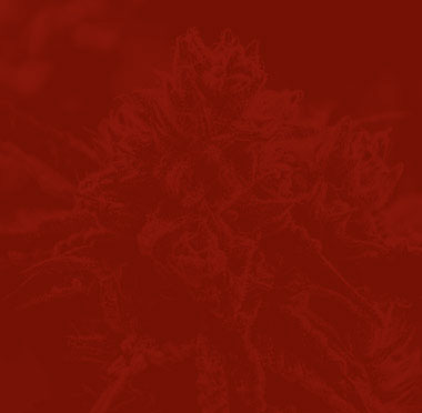 Horticulture background